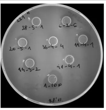 Figure 5. Antimicrobial activity of supernatants from transformants: 28-5-1, 6-2-6, 20-5-1, 36-4-4, 11-1-4,  14-3-2, 41-4-1 and BGPT1-10P as control strain, with BG221 as the indicator strain