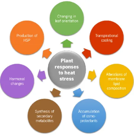 Figure 4. Plant responses to heat stress.