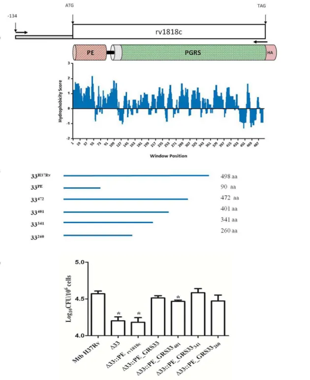 Fig 5. PE_PGRS33 encoding the first 260 amino acids is capable to mediate the entrance phenotype into macrophages