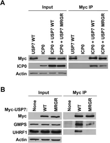 Fig 5. The D762R/D764R (MRGR) mutation disrupts ICP0, GMPS and UHRF1 binding to USP7 in human cells