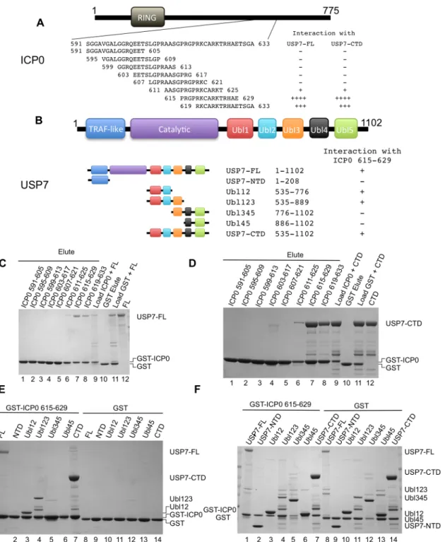 Fig 1. Ubl123 interacts with ICP0 residues 615–629. (A) ICP0 domain structure and overlapping peptide sequences