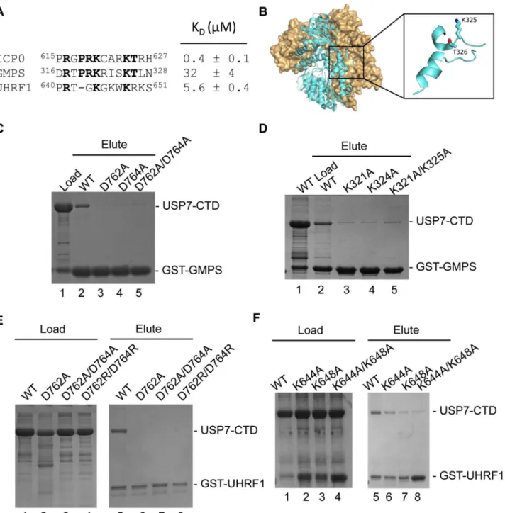 Fig 4. USP7-CTD interacts with GMPS and UHRF1 peptides. (A) Alignment and dissociation constants of ICP0, GMPS and UHRF1 peptides