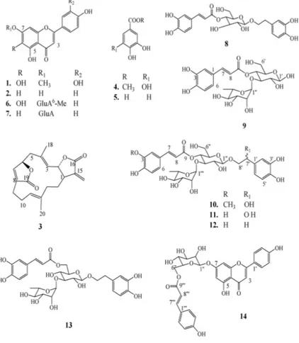 Fig. 5 : Chemical structures of Anisomeles indica isolates (GluA = glucuronic acid). 
