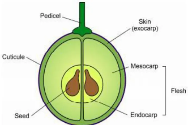 Figure 2. Structure of a ripe grape berry (Conde et. al, 2007).