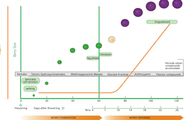 Figure 3. Grape berry development and ripening. Adapted from Kennedy (2002).