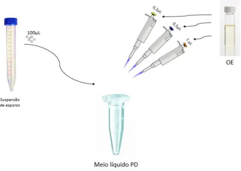 Figura 10 - Esquema do método usado para avaliação da inibição da germinação de esporos