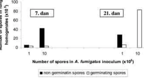Fig. 2 — Number of spores in lung homogenates on Sabouraud Maltose Agar medium 7 and 21 days following A