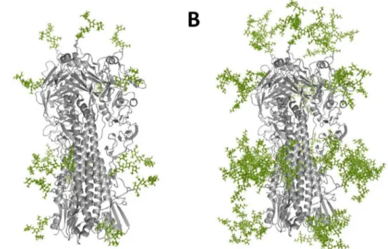 Figure 1. 3D structure model. (A) Insect cell expressed HA attached with pauci-mannose N-glycans and (B) mammalian cell expressed HA attached with complex-type N-glycans were created by the crystal structure of HA (A/Vietnam/1194/04, PDB ID: 2IBX) and Glyp