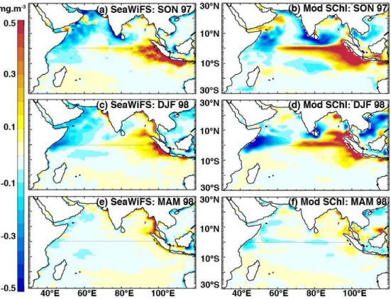 Fig. 2. Anomalies of SChl during the 1997/1998 event from SeaWiFS satellite estimates (left panels) and model outputs (right panels).