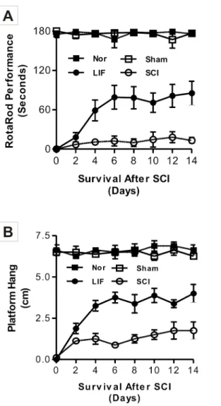 Fig. 1. Locomotor behavior analysis of mice in the Nor, SCI, LIF and sham groups using the Rotarod and the Platform Hang tests