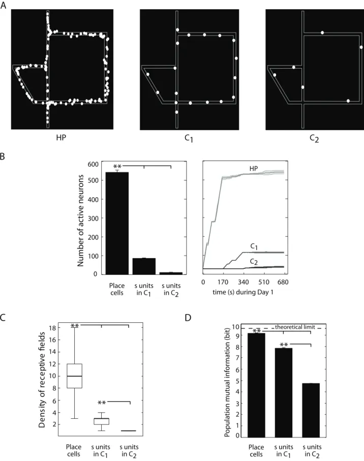 Figure 5. Population place coding analysis. Simulation results. (A) Examples of distributions of place field centroids for the populations of model HP cells (left), cortical neurons s in C 1 (center) and s in C 2 (right), when simulated rats were solving t