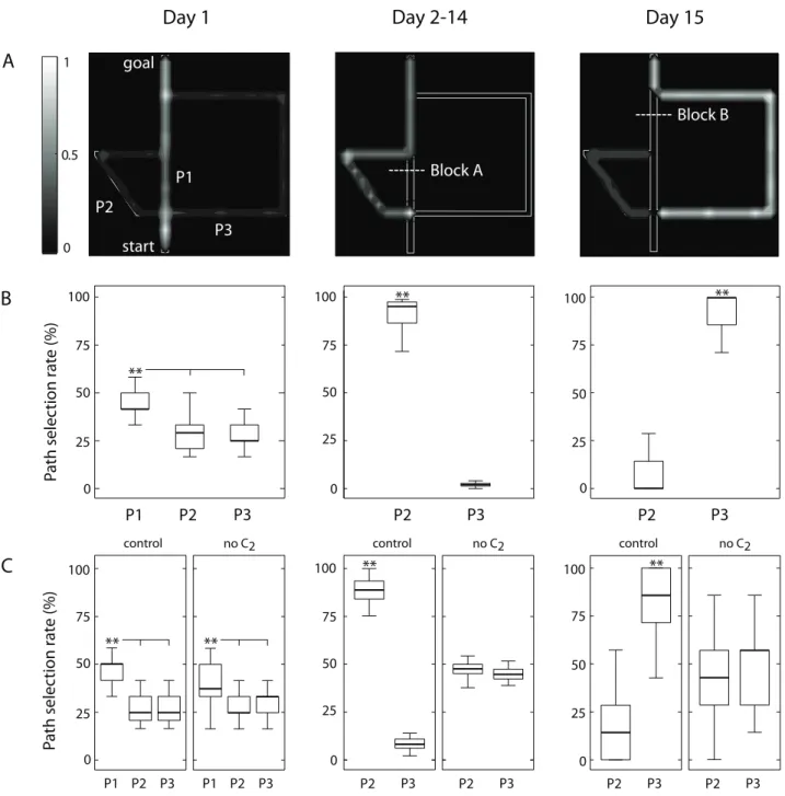 Figure 3. Spatial behavior performance in the Tolman &amp; Honzik’s detour task. Simulation results
