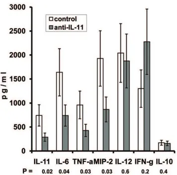 Figure 4. Protein levels of IL-11 affect IL-11 mRNA expression. (A) In vivo administration of anti-IL-11 antibodies leads to a selective down- down-regulation of IL-11 mRNA
