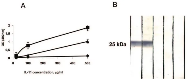 Figure 5. Properties of anti-IL-11 polyclonal antibodies. (A) Reactivity of affinity purified rabbit globulin preparation against mIL-11 assessed in ELISA format
