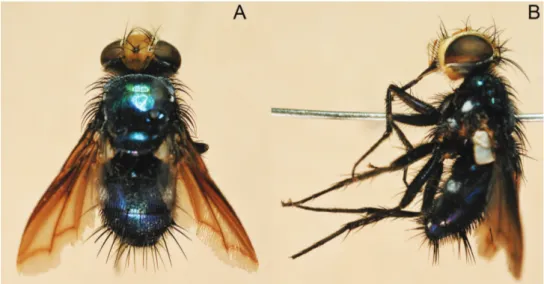 Figure 8. Silbomyia hoeneana Enderlein, ♂. A dorsal view B lateral view.