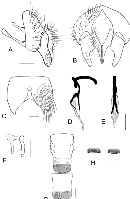 Figure 9. Sternites and genitalia of Paradichosia lui sp. n., ♂. A Epandrium, cercus, and surstylus, lateral  view B Cercus and surstylus, caudal view C Fifth abdominal sternite, ventral view D Aedeagus, lateral view  E Aedeagus, posterior view F Anterior 