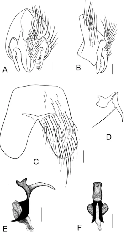 Figure 10. Sternite and genitalia of Silbomyia hoeneana Enderlein, ♂. A Cercus, and surstylus, caudal  view B Epandrium, cercus, and surstylus, lateral view C Fifth abdominal sternite, ventral view D Anterior  and posterior parameres E Aedeagus, lateral vi