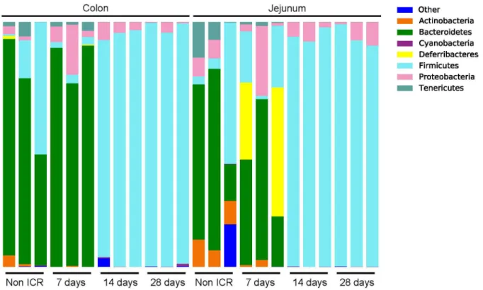 Figure  4.    Relative  abundance  of  bacterial  phyla  in  non-ICR  and  post-ICR  samples  taken  at  7,  14,  and  28  days  from jejunum and colon of rarefied samples at 2,210