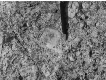 Fig. 3. An anorthosite xenolith in Ash Creek (N32.752347°, W108.700622°).