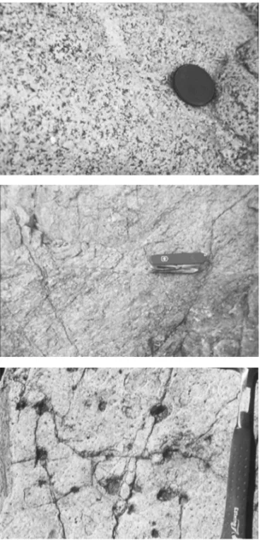Fig. 4. The hornblende granite phase of the Redrock Granite (N32.74833°, W108.7217°).