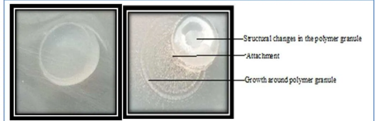 Figure 4 Utilization of polymer granule as carbon source in inoculated samples. 
