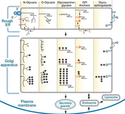 Figure 2 - Synthesis of the different glycan classes. Glycosylation occurs mainly in the ER and Golgi, the structures complexity  and maturation increases along the secretory pathway