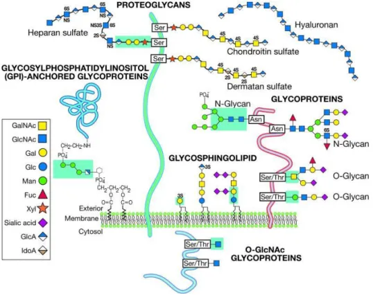 Figure 3 - Representation the most relevant classes of glycans (glycoproteins and glycolipids)