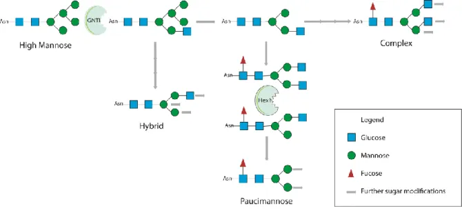Figure 5 - Synthesis of the different N-glycans classes highlighting the essential steps that initiate the synthesis of different N- N-glycan classes (hybrid, paucimannose and complex)