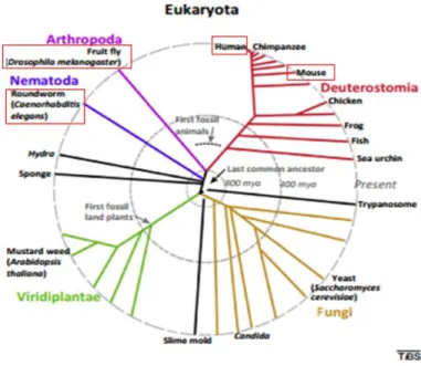 Figure 7 - Eukaryotes phylogenetic tree highlighting the species discussed in this work