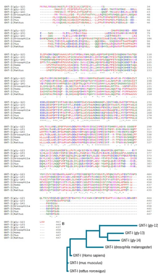 Figure 11 - Sequence alignment of GNT-I proteins. (A) Sequences of  Caenorhabditis elegans, Drosophila melanogaster, Mus  musculus, Rattus novercigus  and  Homo sapiens  were aligned using Clustal Omega software