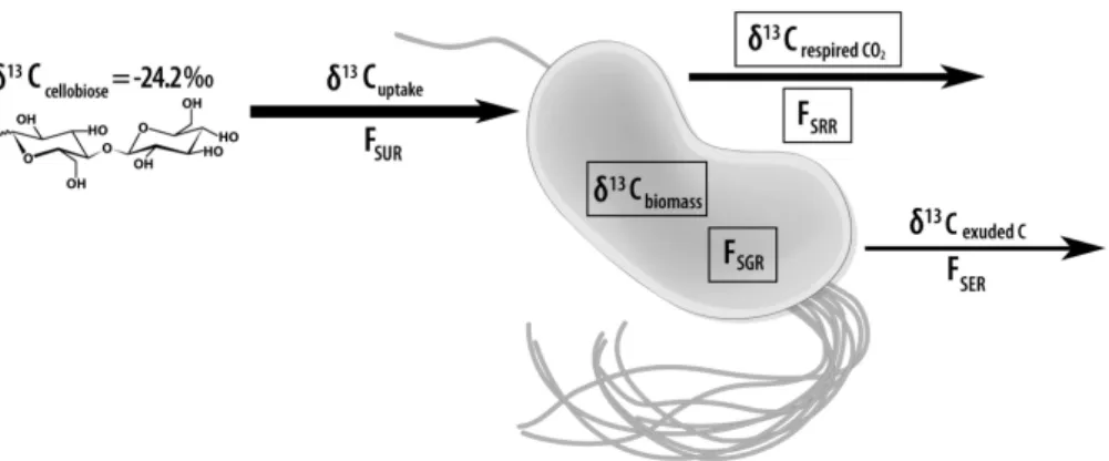 Figure 5. Schematic of an individual P. fluorescens cell, representing a population growing at steady-state, with measured (boxed) and unknown magnitudes of C and 13 C fluxes into and out of the population