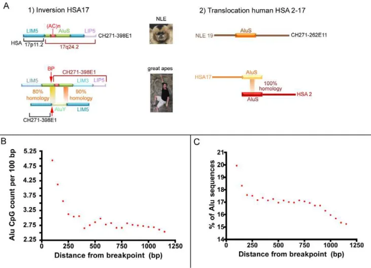 Figure 2. Examples of Alu–Alu mediated recombination events. (A) Two examples of Alu–Alu mediated recombination events in the gibbon discovered by comparing the gibbon and great apes orthologous locations