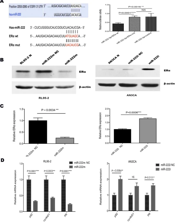 Figure 4. MiR-222-3p negatively regulates ER a . (A) ERa 39 UTRs is a target of miR-222-3p