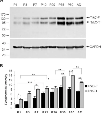 Figure 1.  Expression of TrkC receptors in the developing opossum brain.  A - Western blotting analysis was performed in opossum brain homogenates at different ages (P1, P3, P7, P12, P20, P35, P60 and adult)