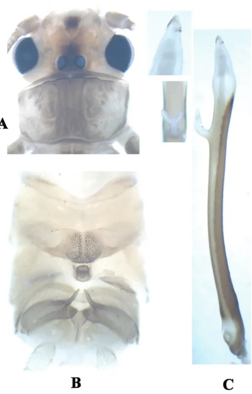 Figure 1. Neoperla furcostyla Li and Qin, sp. n. (male). A Head and pronotum, dorsal view B Terminalia,  dorsal view C Aedeagus, lateral view.