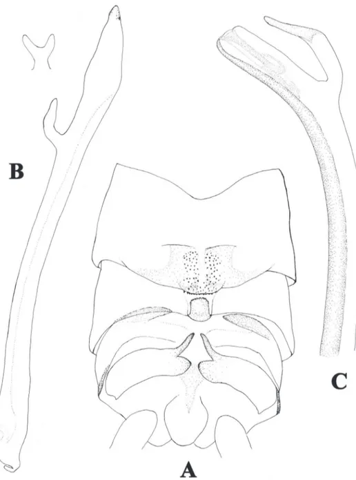 Figure 2. A–C Neoperla furcostyla Li and Qin, sp. n. (male). A Terminalia, dorsal view B Aedeagus,  lateral view C Aedeagus of Neoperla forcipata Yang and Yang, lateral view.