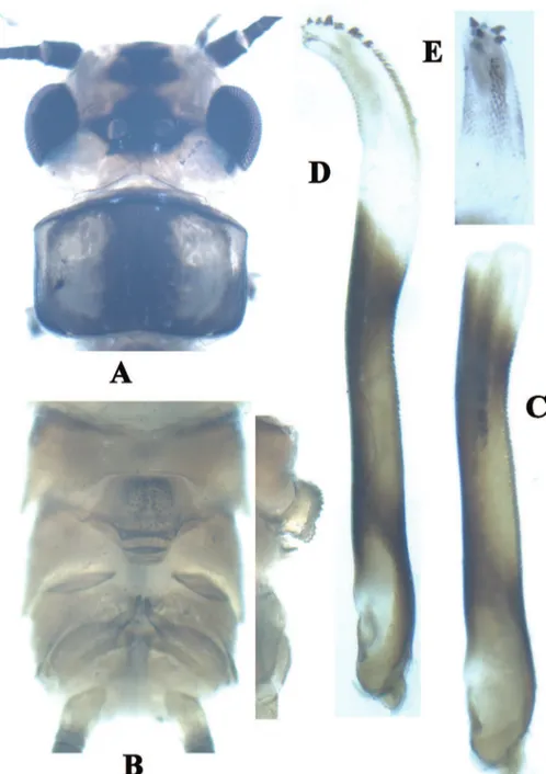 Figure 3. Neoperla similidella Li and Wang, sp. n. (male). A Head and pronotum, dorsal view B Terminalia,  dorsal view C Aedeagus before eversion, lateral view D Aedeagus, lateral view e Aedeagal sac, dorsal view.