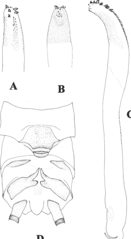 Figure 4. Neoperla similidella Li and Wang, sp. n. (male). A Aedeagal sac, dorsal view B Aedeagal sac,  ventral view C Aedeagus, lateral view D Terminalia, dorsal view.