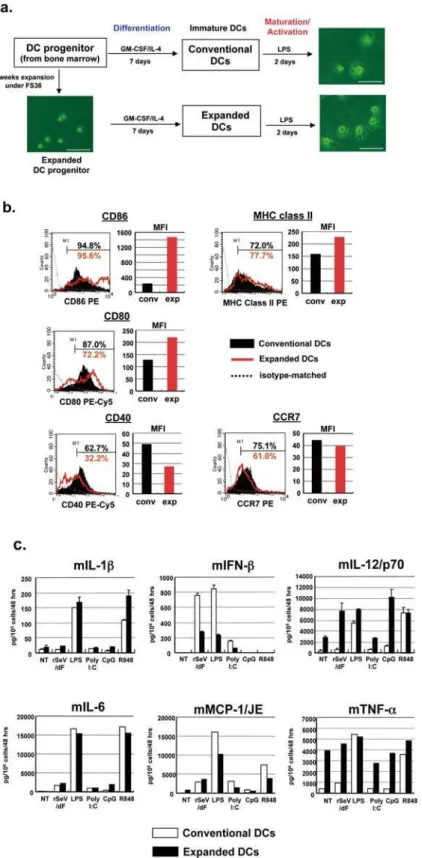 Figure 2. In vitro characterization of expanded murine DCs. a. Schematic diagram of expansion/differentiation/maturation/activation sequences and microscopic morphology of conventional and expanded DCs that were stimulated by LPS