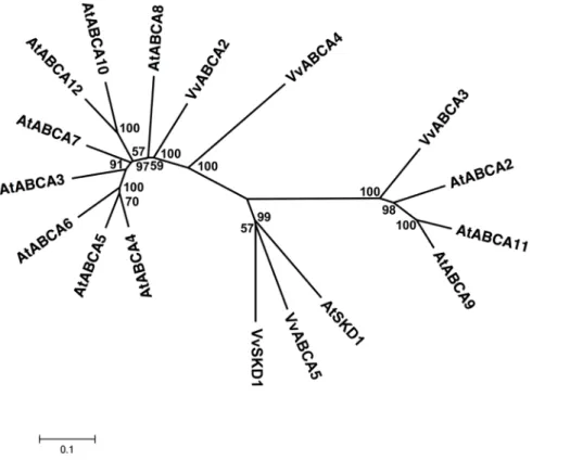 Figure 2. Phylogenetic relationship of Arabidopsis and Vitis ABCA (ATH) proteins. The amino acid sequences of all Arabidopsis ABCA (ATH) proteins and those of Vitis vinifera were aligned using the MUSCLE program and subjected to phylogenetic analysis by th