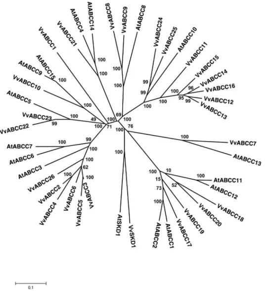 Figure 5. Phylogenetic tree of ABCC (MRP) protein sequences from Arabidopsis and Vitis vinifera 