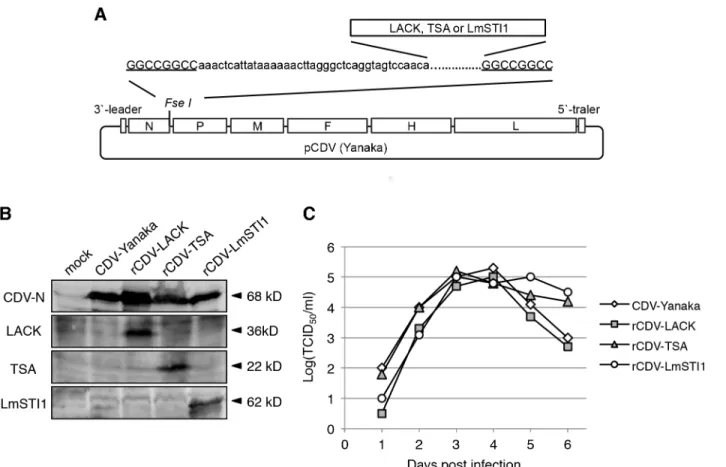 Fig 1. Generation and in vitro characterization of rCDVs. (A) Schematic model of pCDV (Yanaka) with the FseI site introduced between the N and P genes