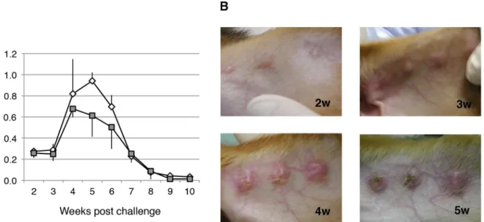 Fig 3. Time course of skin lesion development in dogs infected with L. major. (A) Beagle dogs were infected intradermally (in the ears) with 5 × 10 7 infective promastigotes of L