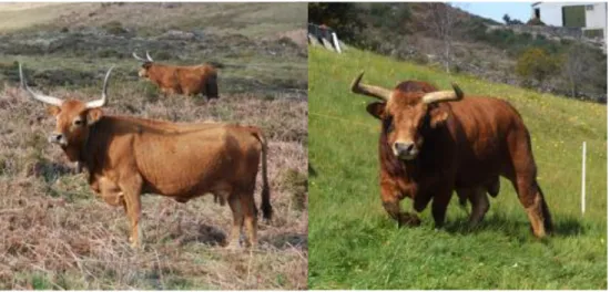 Figura 6 – À esquerda: vaca de raça Barrosã; à direita: touro de raça Barrosã. 