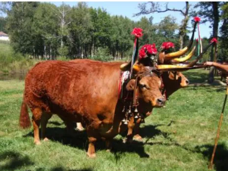 Figura 7 – Participação de gado bovino de raça Barrosã num concurso pecuário (Salto). 