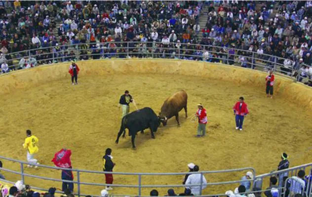 Figura 12 –  Oquinava, Japão: na arena dois touros, acompanhados dos seus proprietários, enfrentam-se