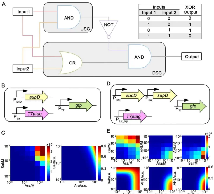 Figure 2. The simplest logic of XOR function, its distribution into separate logic operating cells, and characterization of two logic operators