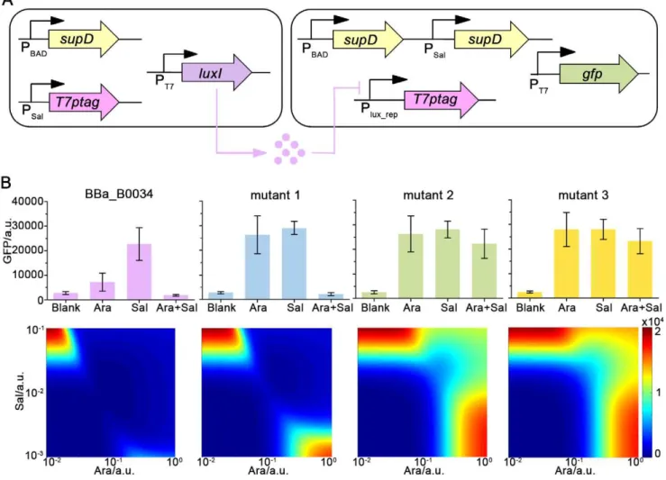 Figure 3. Fine-tuning of circuiting interface between USC and DSC. (A). Schematics of XOR-function gene circuit encoded within the entire microbial consortium