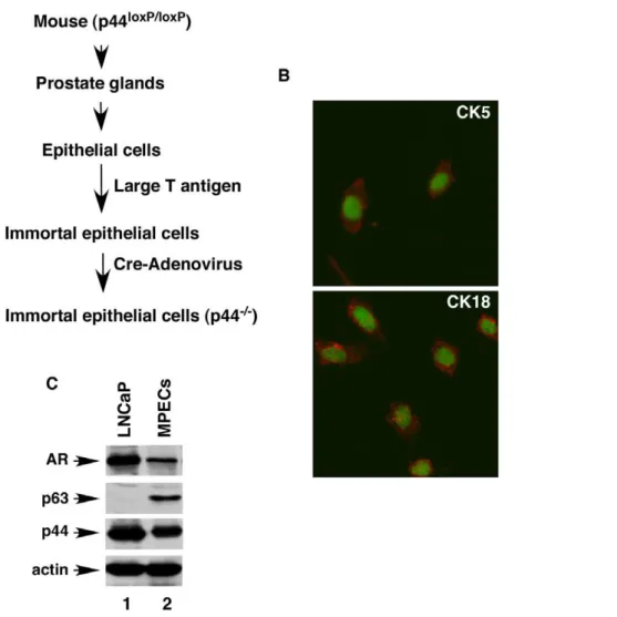 Figure 3. The Cre-mediated deletion of the p44 gene in prostate epithelial cells. (A) A diagram illustrating the procedure to generate p44- p44-null (p44 2/2 ) epithelial cells from the mouse whole prostate