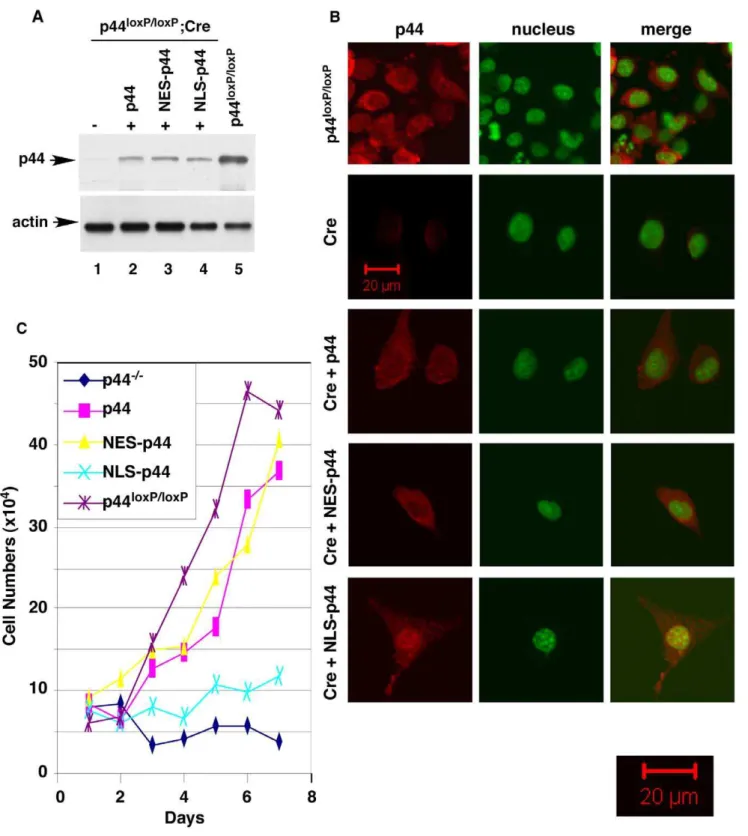 Figure 4. Cytoplasmic p44 is essential for growth of prostate epithelial cells. (A) Expression of p44, NES-p44, or NLS-p44 in the p44-null prostate epithelial cells
